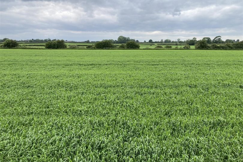 291 Acres – Hall Farm, Upton, Gainsborough