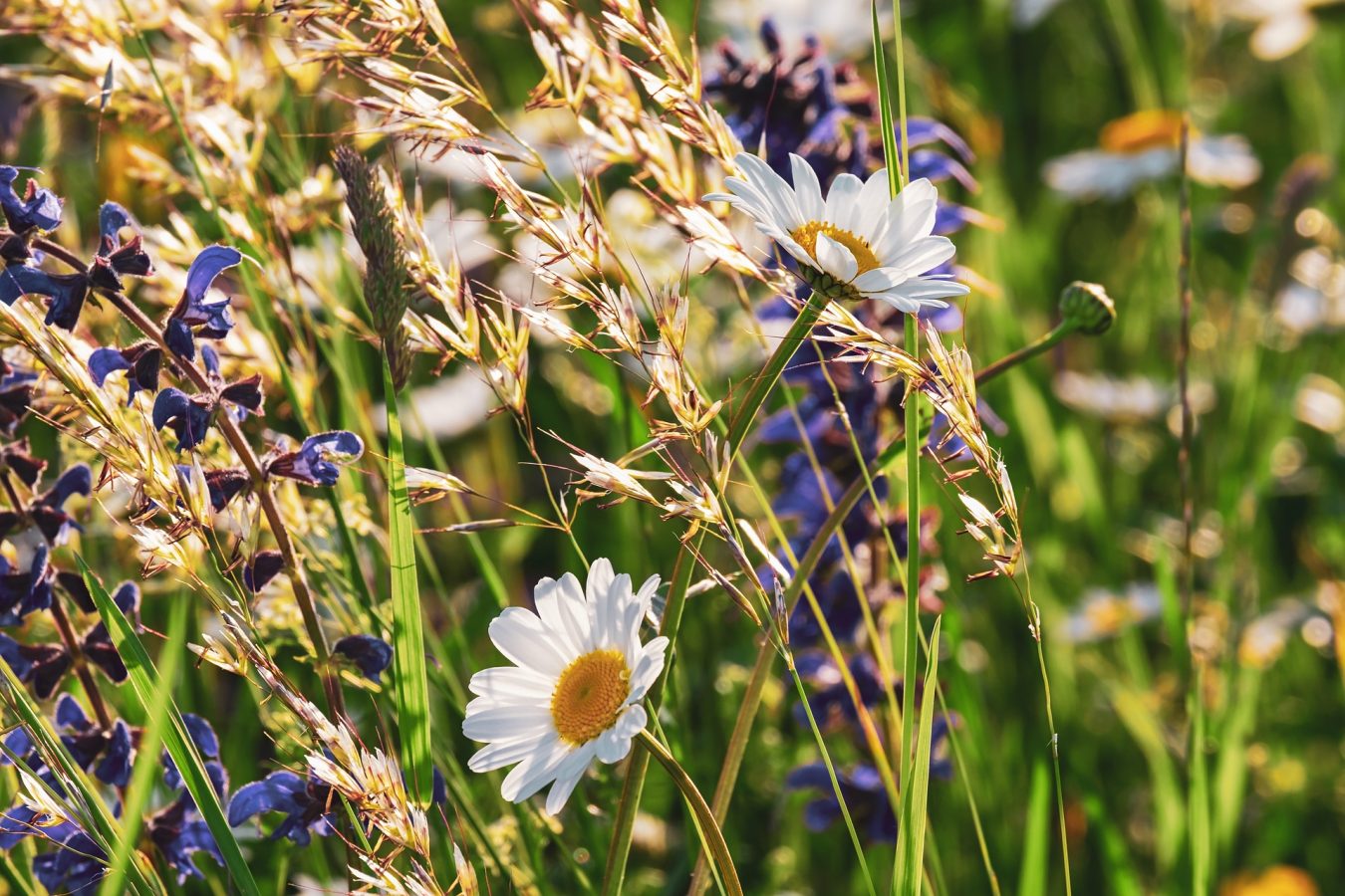 daisies-gb873bbcb9_1920